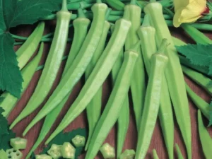 Okra home garden seedling