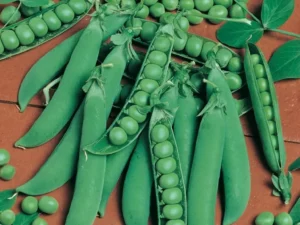 Peas Shelling vegetable home garden