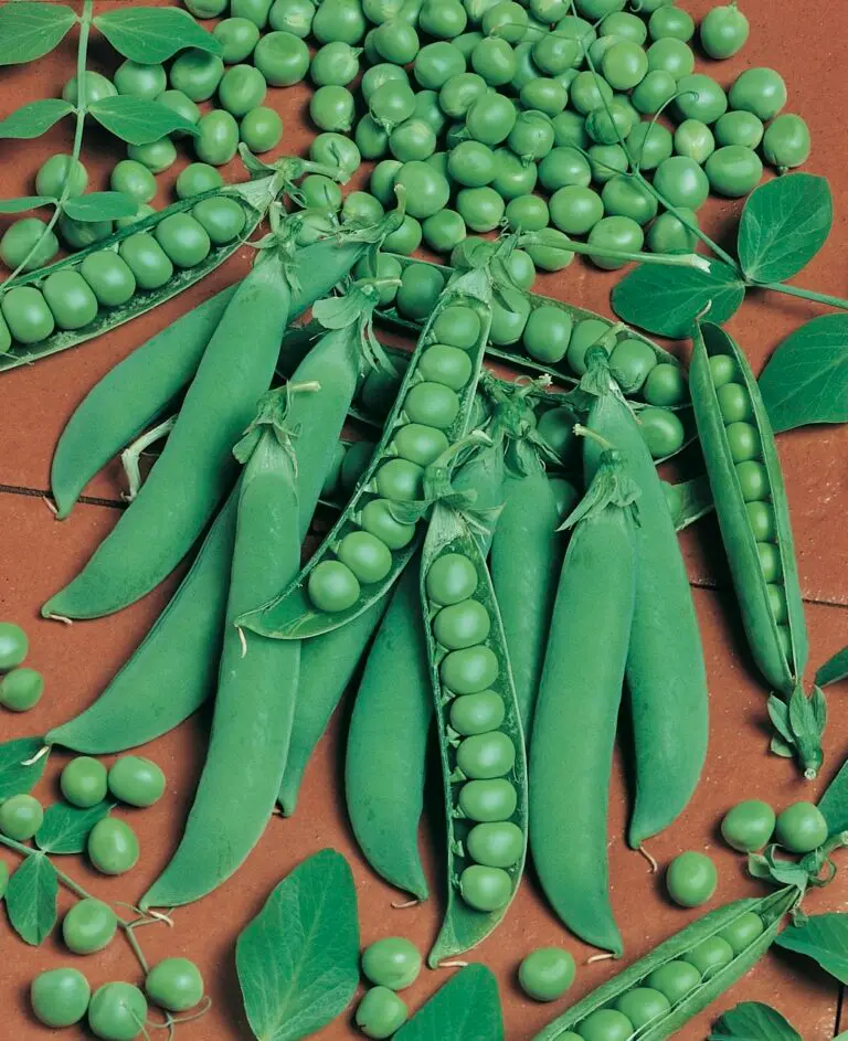 Peas Shelling – Sweet Pods for Easy Picking – Potted Colour