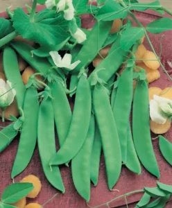 Peas Snow Pea vegetable home garden srping
