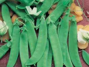 Peas Snow Pea vegetable home garden srping