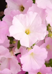 Petunia Apple Blossom close up flowers