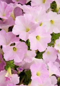 Petunia Apple Blossom flowers