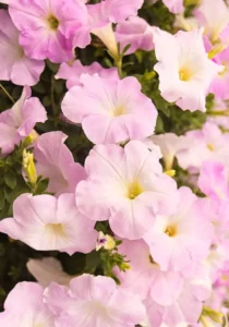 Petunia Apple Blossom flower for summer gardens