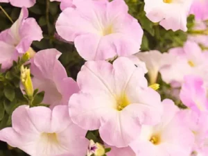 Petunia Apple Blossom flower for summer gardens