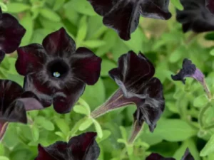 Petunia Black