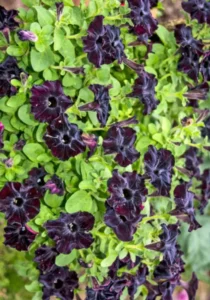 Petunia Black flowers