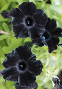 Petunia Black in garden close up