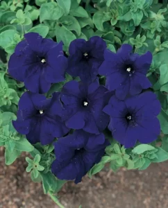 Petunia Blue flowers