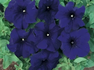 Petunia Blue flowers