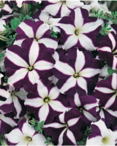 Petunia Blue Star flowers