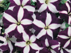 Petunia Blue Star flowers