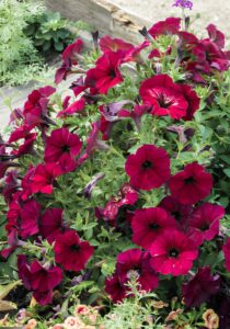 Petunia Burgundy flowers