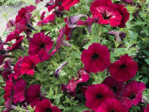 Petunia Burgundy flowers