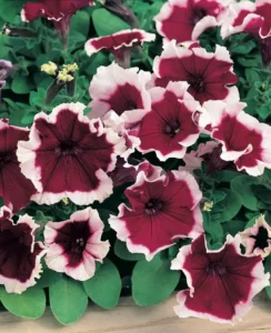 Petunia Burgundy Frost flowers