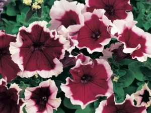 Petunia Burgundy Frost flowers