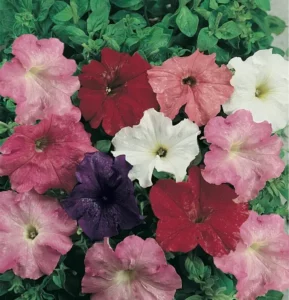 Petunia Cascade Mix flowers