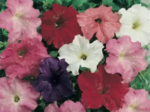 Petunia Cascade Mix flowers