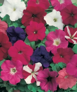 Petunia Celebrities flowers