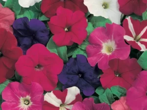 Petunia Celebrities flowers