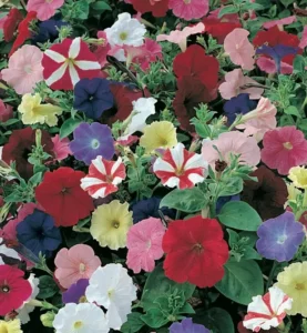 Petunia Colour Parade flower garden
