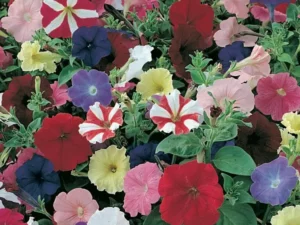 Petunia Colour Parade flower garden