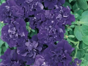 Petunia Double Blue Neptune flower in garden