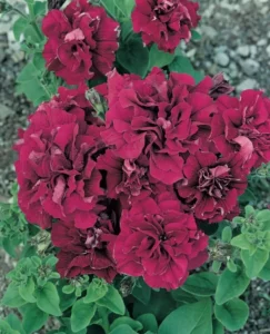 Petunia Double Burgundy garden flower