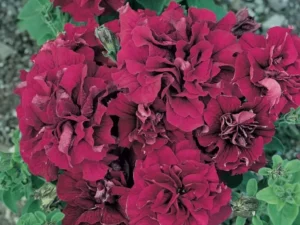 Petunia Double Burgundy garden flower
