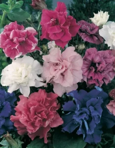 Petunia Double Giant Victorious flowers garden