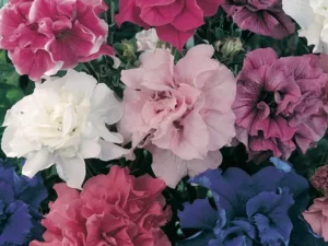 Petunia Double Giant Victorious flowers garden