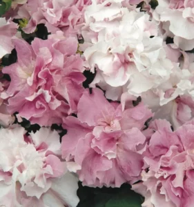 Petunia Double Orchid Mist flower garden