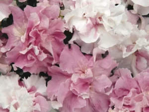 Petunia Double Orchid Mist flower garden