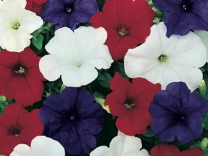 Petunia Flag Mix flower garden