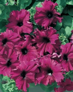 Petunia Frilly Raspberry flowers garden