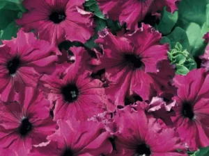 Petunia Frilly Raspberry flowers garden