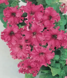 Petunia Frilly Rose flowers