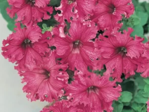 Petunia Frilly Rose flowers