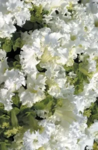 Petunia Frilly White flowers garden