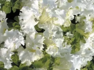Petunia Frilly White flowers garden