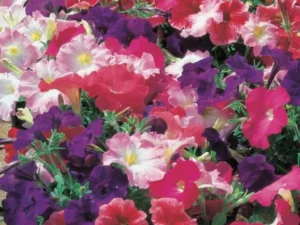 Petunia Lullaby Mix flower garden