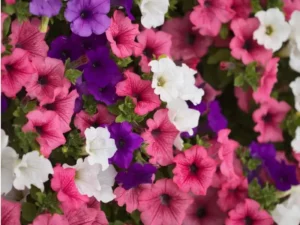 Petunia Mix flowers