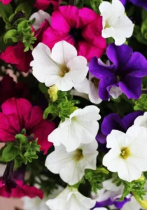 Petunia Mix close up flowers