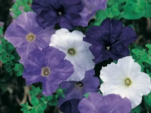 Petunia Nautical Mix flowers