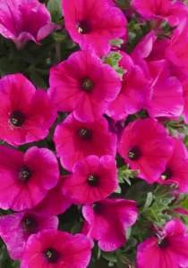 Petunia Neon Rose