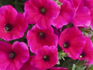 Petunia Neon Rose