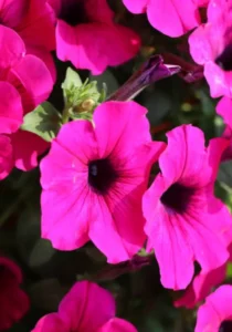 Petunia Neon Rose flowers close up