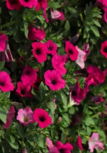 Petunia Neon Rose garden