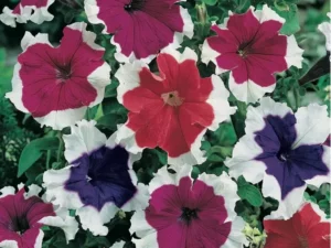 Petunia Petticoat Mix flower garden