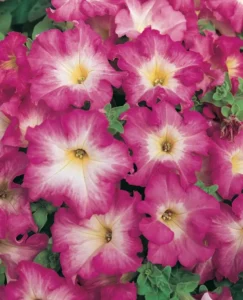 Petunia Pink Morn flowers